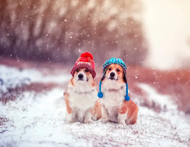 Photo of two cute identical brother puppy red dog Corgi sitting next to each other in the Park for a walk on a winter day in funny warm knitted hats during heavy snowfall