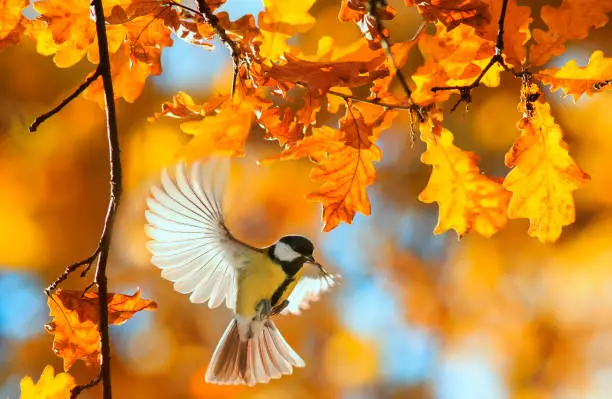 Photo of beautiful little bird tit flies in the autumn clear Park by the branch of an oak with Golden foliage on a Sunny day