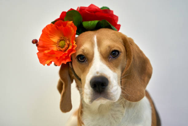 istock Ginger-colored Beagle wears wreath flower long ear 1198502424