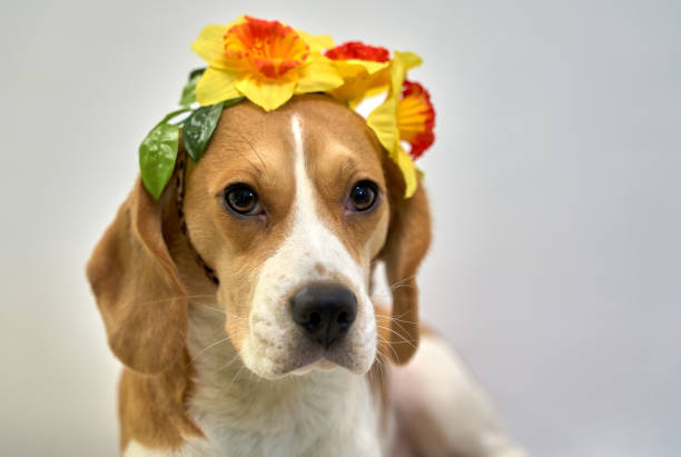 istock Ginger-colored Beagle wears wreath flower long ear 1198502631