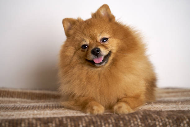 istock German Spitz turns head on side smiles laughs 1198504660