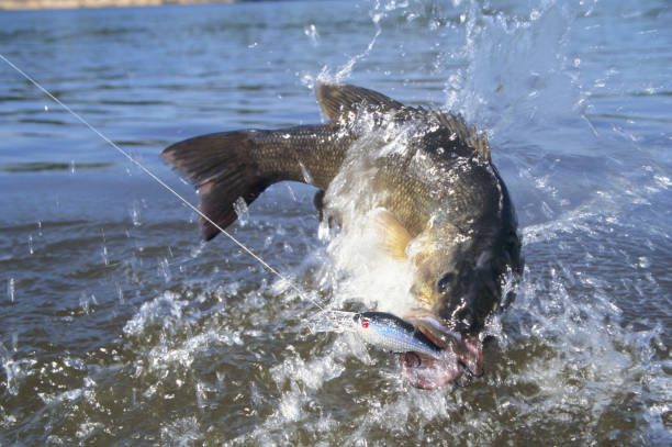 istock Smallmouth Bass 1231 1198504899