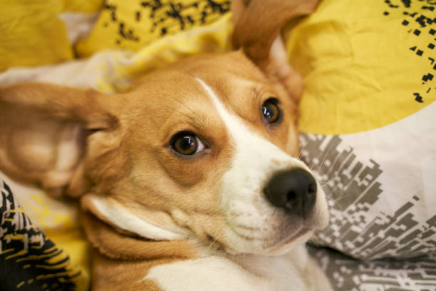 istock Beagle lying in bed blanket pillow preparing bed 1198504935