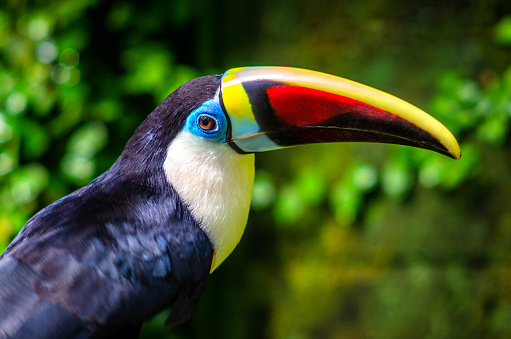 tropical tucan in the forest