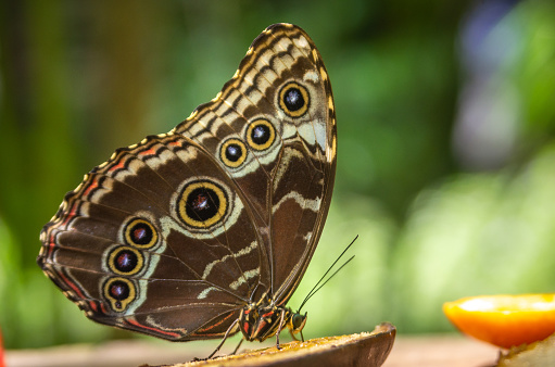 Blue morpho butterfly with closed wings posing on a plant (Morpho peleides)