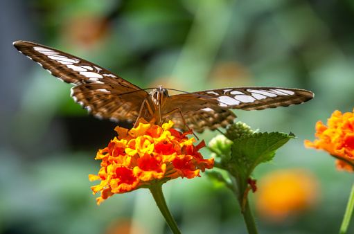 low angle view of a brown butterfly feeding in a plant