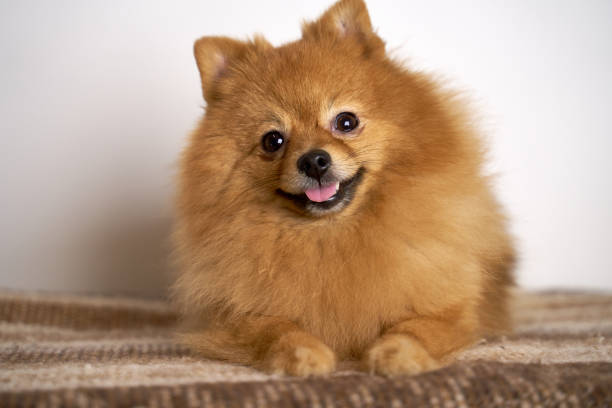 istock German Spitz turns head on side smiles laughs 1198506293