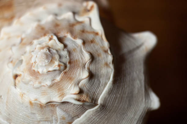 istock Closeup of a seashell Cassis Cornuta. 1198506300