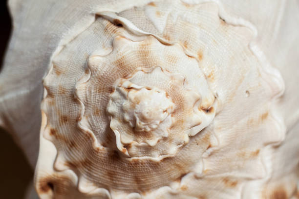 istock Closeup of a seashell Cassis Cornuta. 1198506302