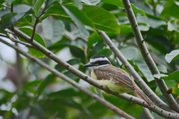 istock Brazilian birds 1198506955