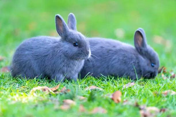 Photo of Two little rabbits on the grass