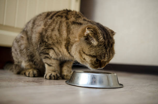 istock Scottish fold eats dry food from a bowl 1198507799