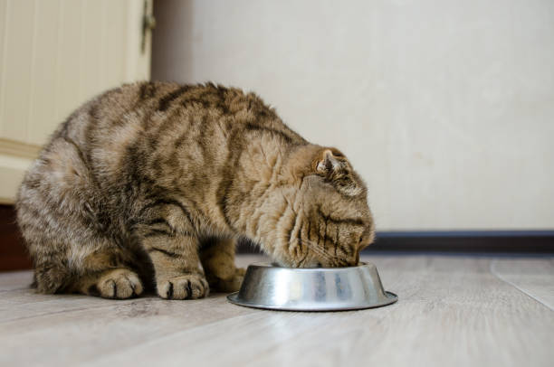 istock Scottish fold eats dry food from a bowl 1198507800