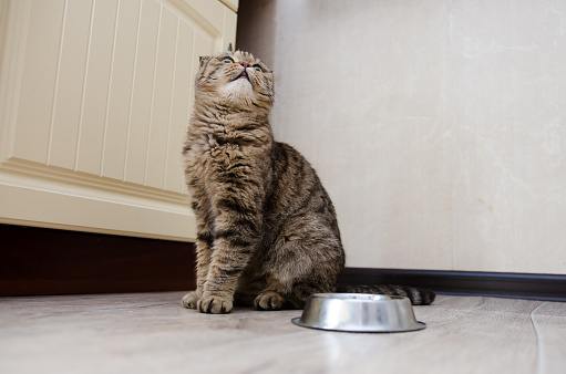 Tabby Scottish fold cat beside a food bowl waiting for food. Healthy cat diet
