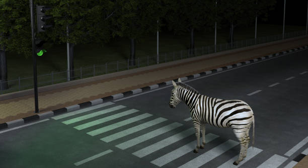 야생 동물 얼룩말은 교통 법을 준수 밤 도시에서 횡단 보도에서 도로를 교차합니다.  창조적 인 개념 일러스트레이션. 3d 렌더링 - two way traffic 뉴스 사진 이미지