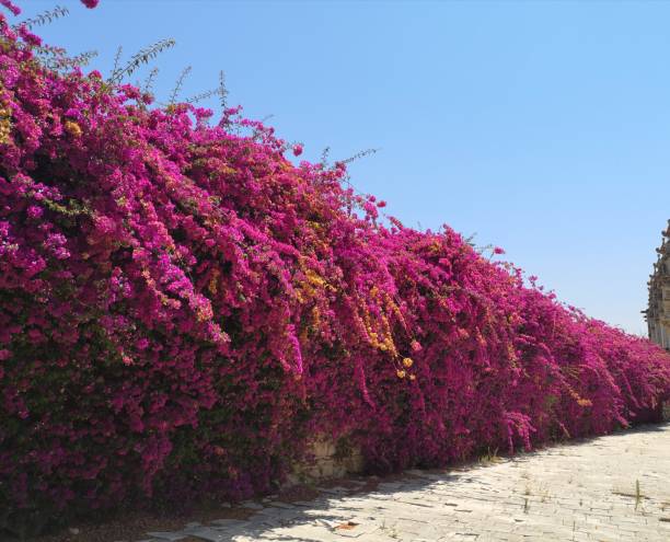 istock Lush foliage in fuchsia pink. 1198508100