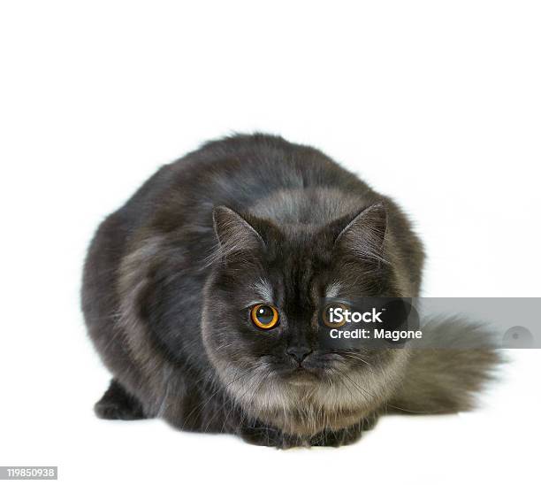 British Longhair Cat Stock Photo - Download Image Now - Animal, Animal Body Part, Animal Eye