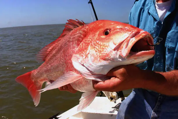 offshore red snapper fishing, Louisiana, Gulf of Mexico