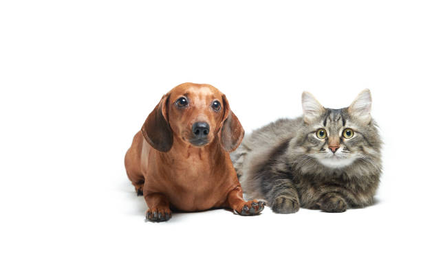istock Red dog dachshund and cat on a white isolated background 1198510164