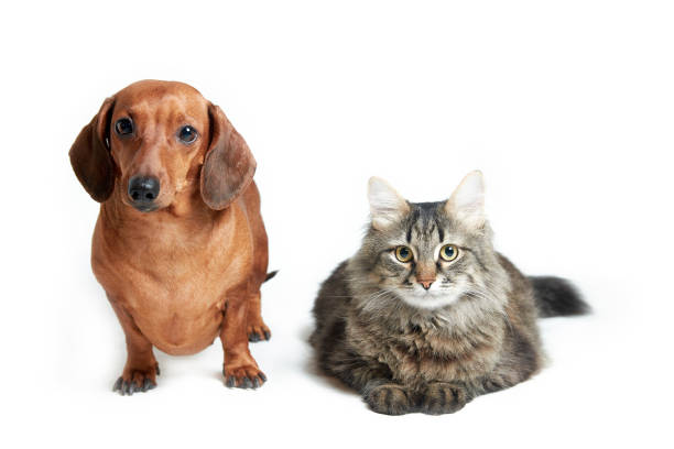 istock Red dog dachshund and cat on a white isolated background 1198510277