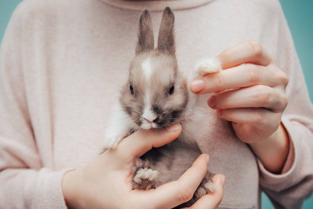istock girl holding grey bunny 1198510359
