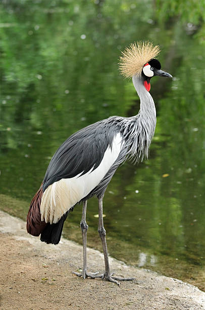 Crowned Crane at the pond