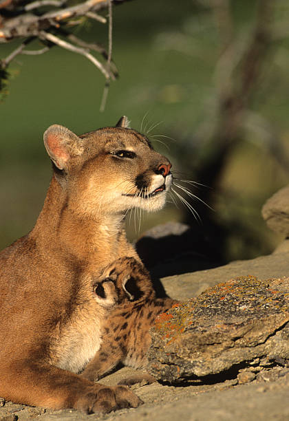 istock Mountain Lion Female with Kitten 119851239