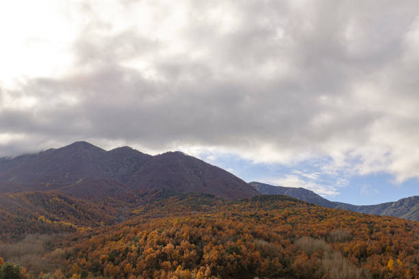 Brown forest leaves on a cloudy autumn landscape