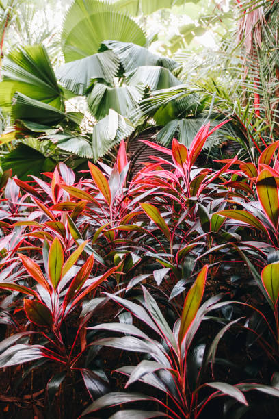 istock Foliar red and green palm leaves, creative layout background. Toned filter image. Creative tropical leaves layout 1198516319