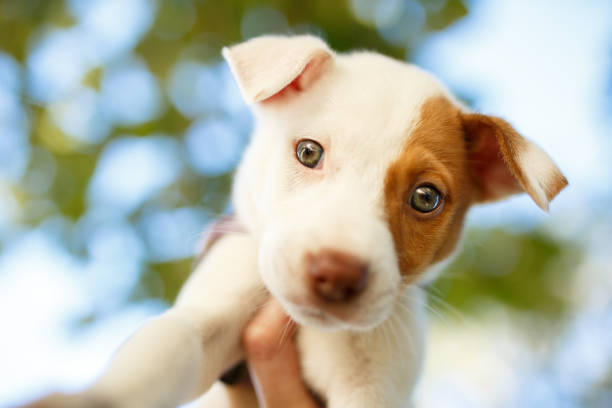 portrait of new puppy looking at camera - dog mixed breed dog group of animals small imagens e fotografias de stock