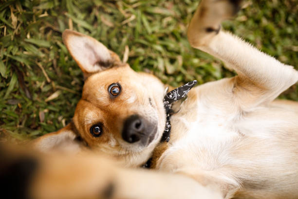 perro tumbado en la hierba jugando con su dueño - mixed breed dog fotografías e imágenes de stock