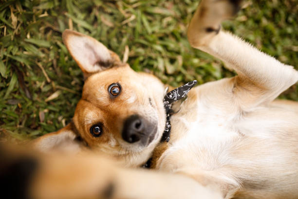 Dog lying on grass playing with it's owner Dog portrait mongrel dog stock pictures, royalty-free photos & images