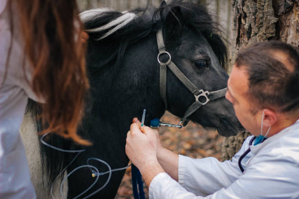 istock Veterinary horses on the farm 1198516784
