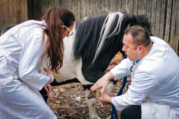 istock Veterinary horses on the farm 1198517352
