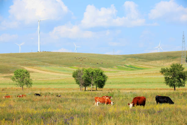 istock Horses and wind turbines in the grasslands 1198517597