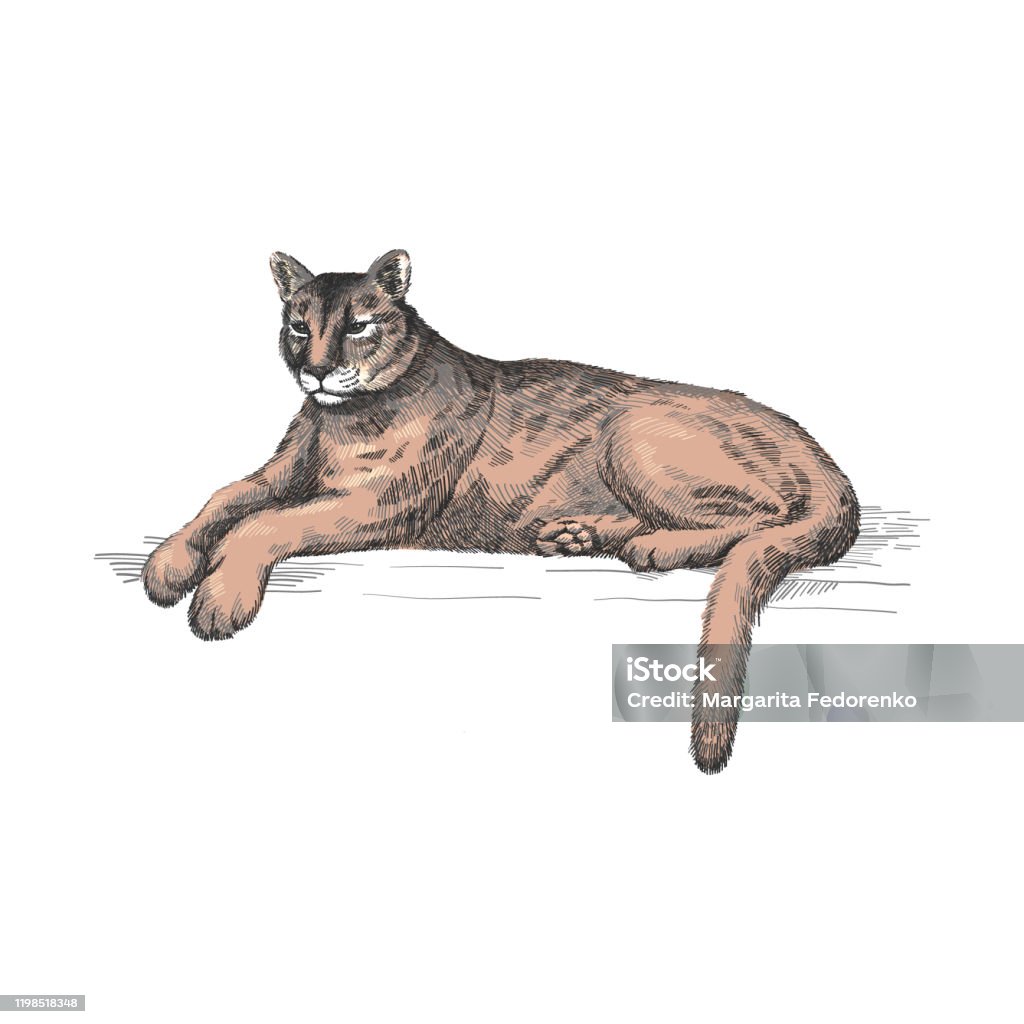Ilustración de Puma Reclinable León De Montaña Americano Mentiroso Tigre Rojo Animal Pantera Depredador De Puma En El Zoológico Ilustración Vectorial Arte De Boceto Dibujado A Mano y más Vectores Libres de Ilustración de Puma Reclinable León De Montaña Americano Mentiroso Tigre Rojo Animal Pantera Depredador De Puma En El Zoológico Ilustración Vectorial Arte De Boceto Dibujado A Mano y más Vectores Libres de