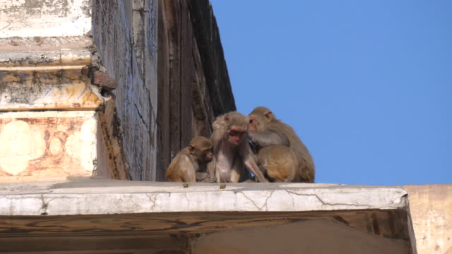 group of monkeys delousing at city palace in jaipur