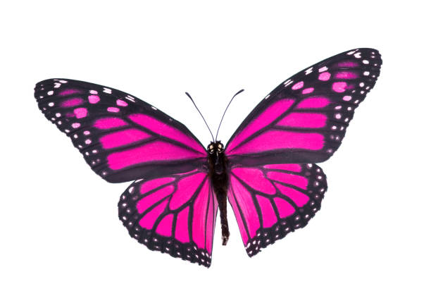 Monarch Butterfly in Pink Isolated On White