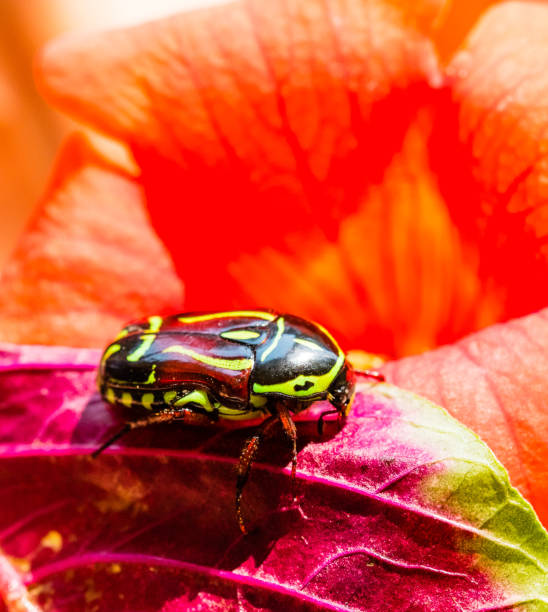 istock A lovely green fiddler Beetle in garden 1198520462