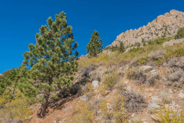 a young jeffrey pine growing by virginia lake in the sierra nevada mountains of california. - nevada pine tree autumn landscape imagens e fotografias de stock