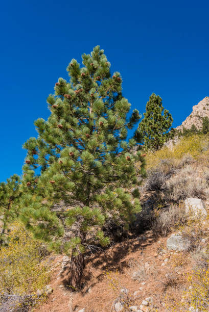 a young jeffrey pine growing by virginia lake in the sierra nevada mountains of california. - nevada pine tree autumn landscape imagens e fotografias de stock