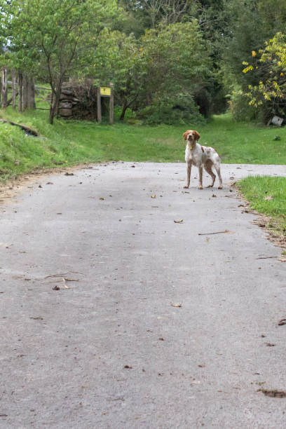 istock Guard dog for country life 1198521315