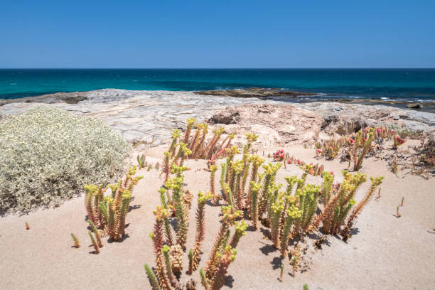 istock The Wild South Coast 1198522061
