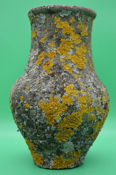 istock Old clay pots are covered with mold on a green background. 1198522219