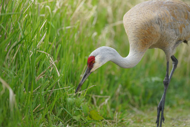 istock a sand hill crane in Delta, BC, Canada 1198522288