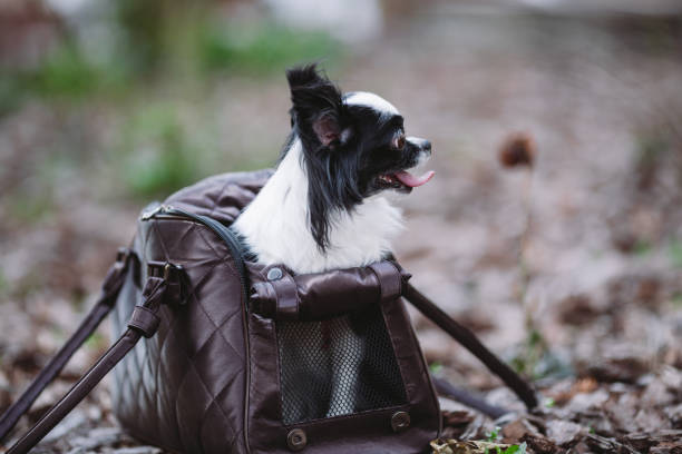 vettore di viaggio per animali domestici. trasportino per cani di piccola cinolino. borsa da trasporto per cani. chihuahua e custodia per animali domestici. trasporto di un cane in una borsa - chihuahua dog pet carrier puppy foto e immagini stock