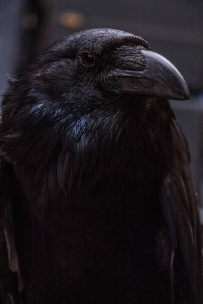 istock Close up of black crow face 1198525412