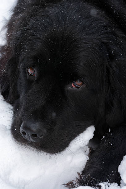 istock Bear, the Newfoundland dog, stares intensely into the camera during a light snowfall 1198525615