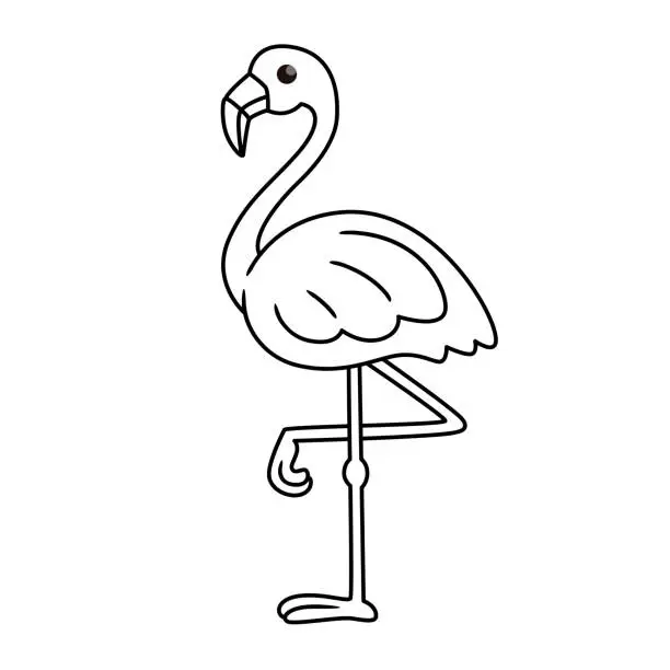 Vector illustration of Vector illustration of flamingo isolated on white background. For kids coloring book.