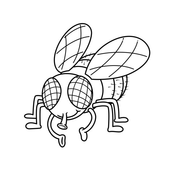 vektor-illustration der fliege isoliert auf weißem hintergrund. für kinder malbuch. - fly housefly ugliness unhygienic stock-grafiken, -clipart, -cartoons und -symbole